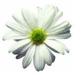 Valentine Flower